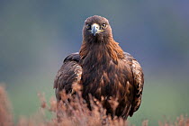 Portrait of a Golden Eagle (Aquila chrysaetos) Captive, Glenfeshie, Scotland, February.