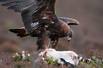 Golden Eagle (Aquila chrysaetos) feeding on dead  lamb (Ovis aries). Captive. Glenfeshie, Scotland, February.
