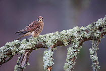 Kestrel (Falco tinnunculus) female perched on lichen covered tree. Captive. Glenfeshie, Scotland, March.