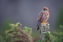 Kestrel (Falco tinnunculus) female perched on fencepost. Captive. Glenfeshie, Scotland, March.