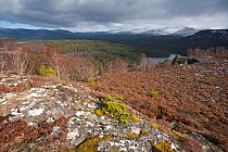 View over Rothiemurchus forest from Ord Ban. The Cairngorms, Scotland, March 2009.