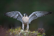 RF- Peregrine Falcon (Falco peregrinus) landing on moorland with its wings spread. Scotland, UK, March. (This image may be licensed either as rights managed or royalty free.)