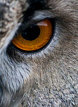 RF- Close-up of a European Eagle Owl (Bubo bubo) eye. Captive. (This image may be licensed either as rights managed or royalty free.)