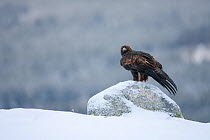 Golden Eagle (Aquila chrysaetos) on a snowy rock. Scotland, UK, February.