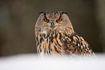 Portrait of a European Eagle Owl (Bubo bubo). Captive. Scotland, UK, February.