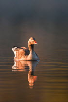 Greylag Goose (Anser anser) swimming on calm water. Glenfeshie, Scotland, May.