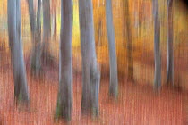 Abstract of beech woodland in autumn. Cairngorms National Park, Scotland, October.