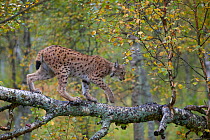 Eurasian Lynx (Lynx lynx) with spotted coat walking along a tree branch. Captive. Norway, September.