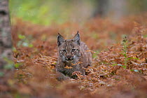 Eurasian Lynx (Lynx lynx) kitten in autumnal boreal forest. Captive. Norway, September.