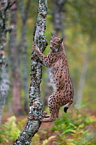 Eurasian Lynx (Lynx lynx) with a spotted coat climbing tree. Norway, September.