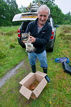 Roy Dennis with young Osprey (Pandion haliaetus) being taken to Spain as part of translocation project. Glenfeshie, Scotland, July 2009.