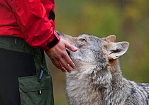 Domesticated European Grey Wolf (Canis lupus) interacting with human. Norway, September.