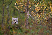 Domesticated European Grey Wolf (Canis lupus) in autumnal boreal forest. Norway, September.