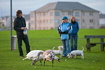 A man feeds Mute Swans (Cygnus olor) - a juvenile with drab plumage and an adult -  while people walk their west highland terriers. Fife, Scotland, November.