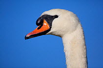 Portrait of an adult Mute Swan (Cygnus olor). Fife, Scotland, November.