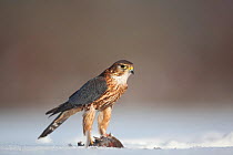 Merlin (Falco columbarious) male with prey in snow. Scotland, February.