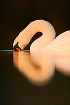Mute Swan (Cygnus olor) with its beak in water. Fife, Scotland, November.