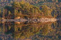 Lakeside woodlands reflected in Loch Beinn a' Mheadhoin, Glen Affric National Nature Reserve, Scotland, UK, December 2009.