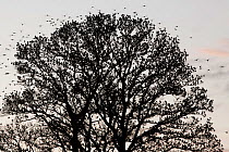 A large flock of Starling (Sturnus vulgaris) alighting on a tree at dusk to roost. Scotland, December.