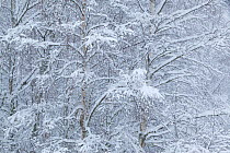 Snow-covered Birch (Bettula verrucosa) forest in winter. Glenfeshie, Scotland, December.