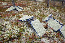 Baskets of reindeer moss harvested from forest floor destined for florists market. Hedmark, Norway, October.