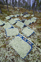 Baskets of reindeer moss harvested from forest floor destined for florists market. Hedmark, Norway, October.