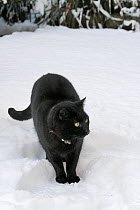 Black domestic cat (Felis catus) standing in fresh white snow, Wiltshire garden, UK, December