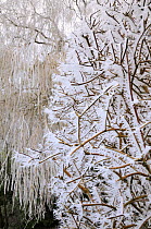 Heavily hoar-frosted Philadelphus bush and Weeping willow tree, Wiltshire garden, UK, December 2010