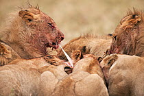 Lion pride (Panthera leo) feeding on a recent kill. Masai Mara National Reserve, Kenya. August 2009