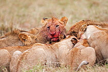 Lion pride (Panthera leo) feeding on a recent kill. Masai Mara National Reserve, Kenya. August 2009.