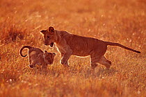 Lion cub (Panthera leo) aged about 9 months bullying a younger cub aged about 4 months. Masai Mara National Reserve, Kenya, August 2009