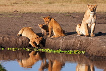 Lion (Panthera leo) family drinking from a pool. Masai Mara National Reserve, Kenya, August 2009