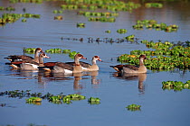 Egyptian geese (Alopochen aegyptiacus) swimming in the river. Masai Mara National Reserve, Kenya, August 2009
