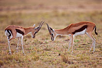 Thomson's gazelle (Eudorcas thomsonii) males head-butting to resolve dominance. Masai Mara National Reserve, Kenya, August 2009