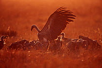White backed vultures (Gyps africanus) gathering in the early morning. Masai Mara National Reserve, Kenya, August 2009