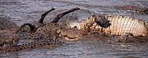 Nile crocodiles (Crocodylus niloticus) competing over a wildebeest carcass. Masai Mara National Reserve, Kenya, August 2009