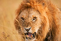 Lion male (Panthera leo) snarling - head-on portrait. Masai Mara National Reserve, Kenya, August 2009