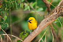 Spectacled weaver male (Ploceus ocularis) perching on a branch. Masai Mara National Reserve, Kenya, August