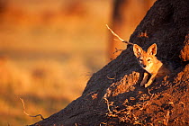 Black-backed jackal pup (Canis mesomelas) 6-9 months peering out from the entrance to the den. Masai Mara National Reserve, Kenya, August 2009