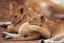 Lion cubs (Panthera leo), aged about 7 months, resting. Masai Mara National Reserve, Kenya. August 2009.