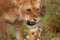 Lioness (Panthera leo) disciplining cubs. Masai Mara National Reserve, Kenya, August 2009
