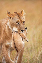 Lioness (Panthera leo) carrying her cub aged 2-3 months. Maasai Mara National Reserve, Kenya, August 2009