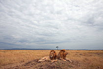 Lion males (Panthera leo) lying on a grass mound. Masai Mara National Reserve, Kenya, August 2009