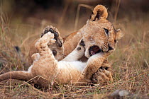 Lion cub  (Panthera leo) aged 7 months bullying younger cub aged 2-3 months. Masai Mara National Reserve, Kenya, September 2009