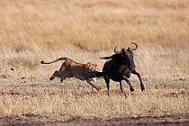 Lioness (Panthera leo) hunting a wildebeest (Connochaetes taurinus). Masai Mara National Reserve, Kenya, September 2009