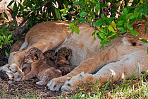 Lion cubs (Panthera leo) aged less than 2 days suckling from their mother. Masai Mara National Reserve, Kenya, September 2009