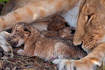 Lion cub (Panthera leo) aged less than 2 days crying for its mother's attention while others suckle. Masai Mara National Reserve, Kenya, September 2009
