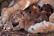 Lion cubs (Panthera leo) less than 2 days suckling from their mother. Masai Mara National Reserve, Kenya, September 2009