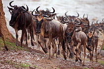 Eastern white-bearded wildebeest (Connochaetes taurinus) herd emerging having crossed the Mara River. Masai Mara National Reserve, Kenya, September 2009