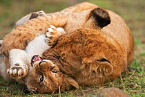 Lion cub  (Panthera leo), aged 7 months, bullying a younger cub aged 2-3 months. Masai Mara National Reserve, Kenya, September 2009